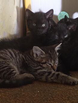 2 der Babys aus dem Mai 2025 möchte ich gern abgeben - Ückeritz