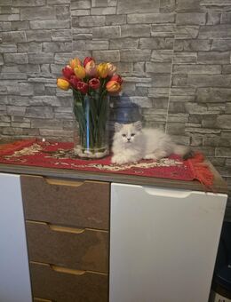 Ragdoll und BKH Mix Kazten - Nalbach