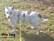 Aiko auf Pflegestelle - Talkau