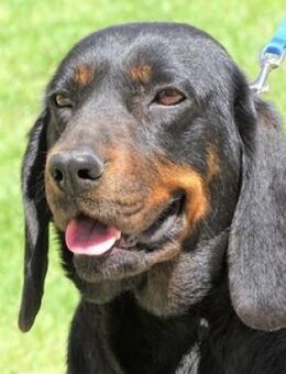 LENA sucht ihre Menschen - Gefrees