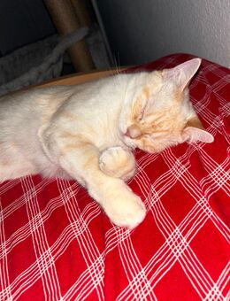 BLH katze abzugeben - Ditzingen