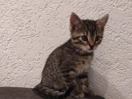 Katzenbabys, Kitten zu verkaufen - Oer-Erkenschwick