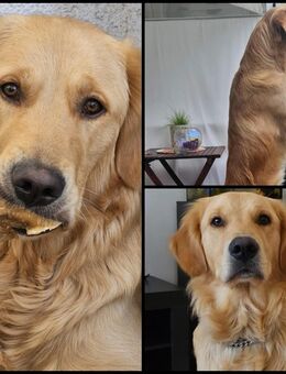 Schöner Golden Retriever Rüde - Leverkusen