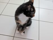 Kitten sucht liebevolles zu Hause - Chemnitz