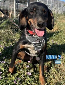 Dino 2 - freundlich und agil - Heppenheim (Bergstraße)