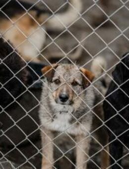 Für Mandarin ein Körbchen - Augsburg