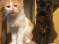 Reinrassige Maine Coon kater - Düsseldorf