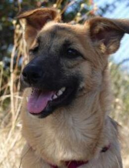 Süße Candy sucht ein Zuhause - Kleinostheim