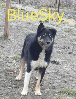 BLUE SKY ♥ gerettet aus Tötung Slatina - Uetze