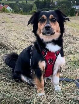 Sunny - intelligent&kooperativ - Löwenberger Land