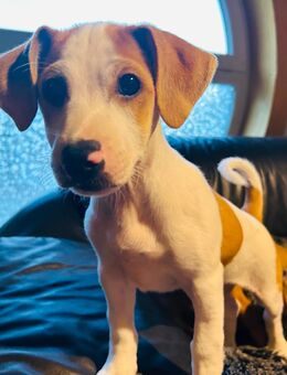 Jack Russel Mix Mischling Welpe Jung Hund sucht ein Zuhause - Heigenbrücken