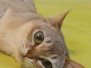 Wurfankündigung Singapura Babys Kitten kleinste Katzenrasse - Neustadt (Sachsen) Hohwald