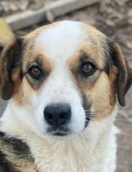 Miraya, geb. ca. 08/2020, GRIECHENLAND - Euskirchen