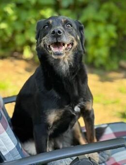 BRENDA - verschmust, aber vorsichtig - Aerzen