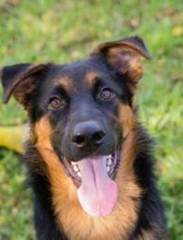 JOHN-BOY - gesellig und lernbereit - Overath