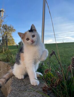 Babykatze weiblich - Legau