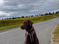 Lenny sucht ein liebvolles Zuhause - Werl Zentrum