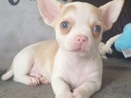 Chihuahua kurzhaar Rüde mit blauen Augen - Schulzendorf