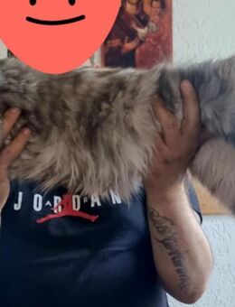 MAINE COON BABY - Herxheim (Landau)