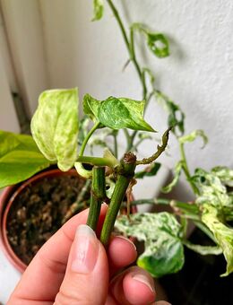 Monstera Frozen Freckles Variegata Ableger bewurzelt - Berlin