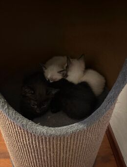 Katzenbabys - Wuppertal