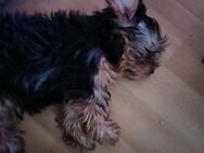 Yorkshire Terrier Junge - Bingen (Rhein)