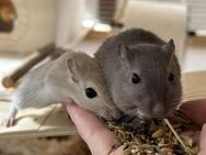Rennmäuse suchen ein neues zu Hause - Mönchengladbach