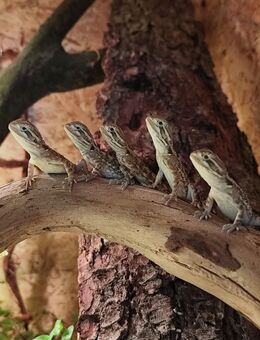 Zwergbartagamen, Pogona Henrylawsoni - Hünfeld (Konrad-Zuse-Stadt)