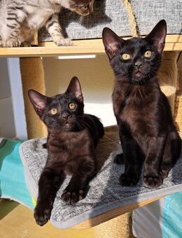 Rarität!2 Melanistic Bengal Mädels! - Haßloch