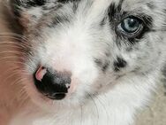 Tolle Border-collie Welpen - Rinchnach