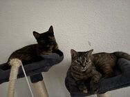 2 BKH-Mix Weibchen - Troisdorf