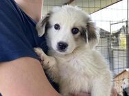 Louie ein kleiner Schatz - Rostock