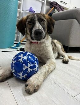 Nesho, aktiv, freundlich, voller Energie - Berlin