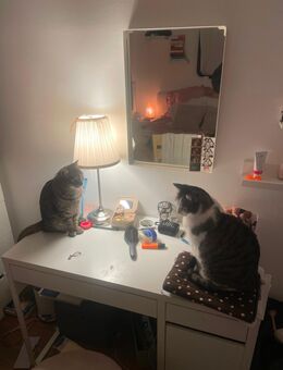 SUCHE Baby Katze/ Kitten - München