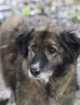 Bliss - Pflegestelle oder Zuhause gesuch - Oberwies