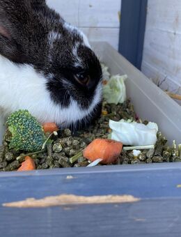2 Stallhasen abzugeben - Warthausen