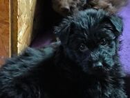 Aussiedoodle Welpen (bald Abgabebereit) - Langenbach (Rheinland-Pfalz)