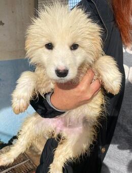 Lory wartet im städtischen Canile - Bad Vilbel