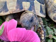 griechische Landschildkröten (W), Eierlegend aus 2011+ 5NZ 2024 - Hösbach