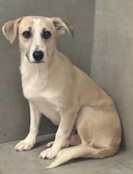 Piper, Hündin, ca. 1,5 Jahre - Wegberg