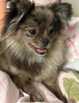 Pomchi Welpe sucht neues Zuhause - Greven (Nordrhein-Westfalen)