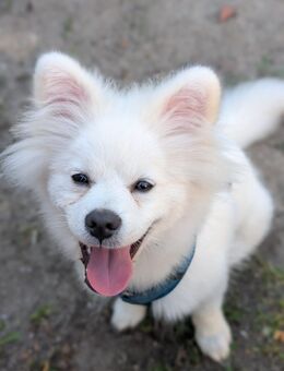 7 Monate junger Hund zu verkaufen - Neubrandenburg