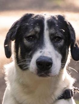 Claude Monet, geb. ca. 02/21, Vettweiß - Euskirchen