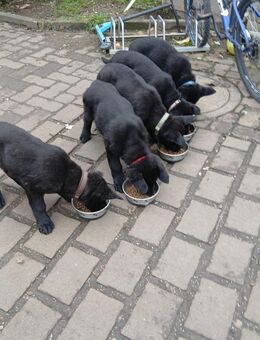 Reinrassige Schäferhund-Welpen – 12 Wochen – bereit für ein liebevolles Zuhause - Limburg (Lahn)