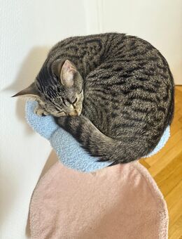 Liebevolle katze sucht ein liebevolles zuhause - Ostfildern