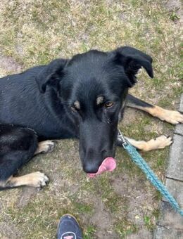 Kiba braucht ein neues Zuhause - Nordwalde