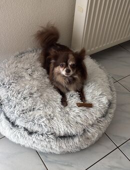 Pomchi Hündin - Deggendorf