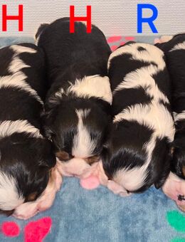 Cavalier King Charles Spaniel Welpen mit Ahnentafel - Herzogenrath