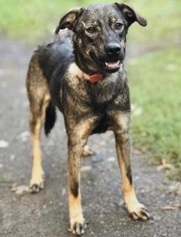 ZLATA- verdient eine 2.Chance - Mainhardt