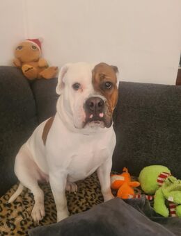 Hündin Nala sucht ein neues zu Hause - Süderlügum